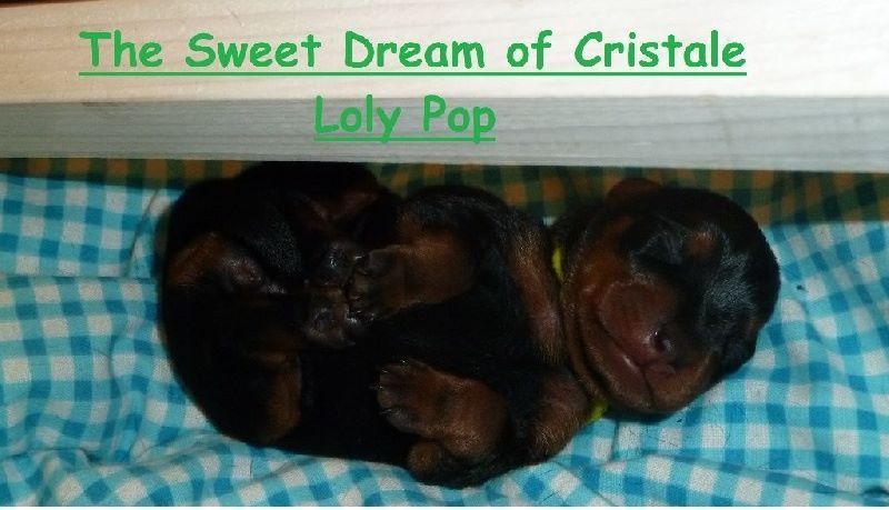 CH. Loly pop The Sweet Dream Of Cristale